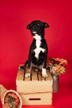 Rescue Husky and German Shepherd Dog Dogs for Adoption in Brighton, Colorado - #971-25 | PetCurious