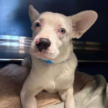 spaz -  Mixed Breed Dog for Adoption in Yuma, Arizona - Spaz | PetCurious