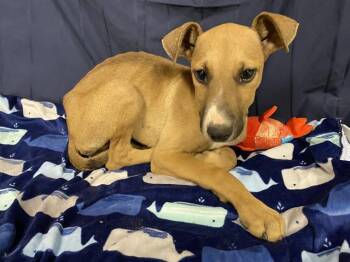 Doberman Pinscher and Mixed Breed Dogs Available for Adoption in Modesto, California - A610018 | PetCurious