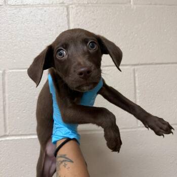 Timber -  Labrador Retriever Dog for Adoption in Birmingham, Alabama - Timber | PetCurious