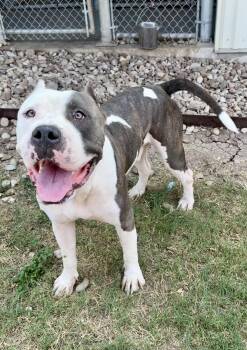 Rescue Pit Bull Terrier Dogs for Adoption in Eagle, Idaho - Mace **Courtesy Post. Out Of Town Pet. See Below For Details** | PetCurious