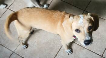 Beagle Dogs Available for Adoption in Newfoundland, Pennsylvania - Barney (Sweetest Family Pup) | PetCurious