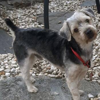 Albert -  Yorkshire Terrier Dog for Adoption in Alafaya, Florida - Albert | PetCurious