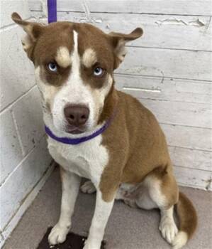 Siberian Husky and Mixed Breed Dogs Available for Adoption - TITAN | PetCurious