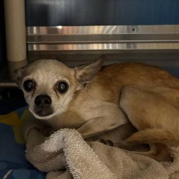 Yucca -  Chihuahua Dog for Adoption in Yuma, Arizona - Yucca | PetCurious
