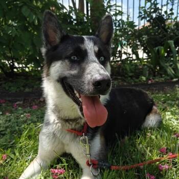 Rescue Mixed Breed Dogs for Adoption in Houston, Texas - Tonka | PetCurious