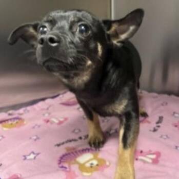 Perry Cox -  Chihuahua Dog Available for Adoption - Perry Cox | PetCurious