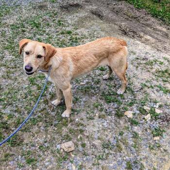 Rescue Mixed Breed Dogs for Adoption in Boaz, Alabama - Zinnia | PetCurious