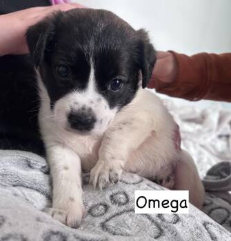 Omega -  Pit Bull Terrier and Labrador Retriever Dog for Adoption in Gilberts, Illinois - Omega | PetCurious