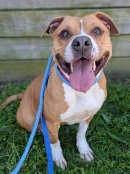 Cupcake -  Mixed Breed Dog for Adoption in Cincinnati, Ohio - Cupcake | PetCurious