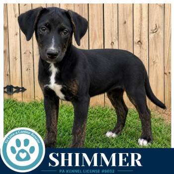 Shimmer (Boujee Babies) 082226 -  Labrador Retriever and Boxer Dog for Adoption in Kimberton, Pennsylvania - Shimmer (Boujee Babies) 082226 | PetCurious