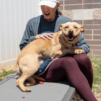 Mixed Breed Dogs Available for Adoption in Chamblee, Georgia - Chikita | PetCurious