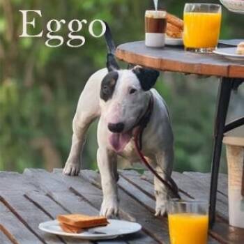 Rescue Bull Terrier Dogs for Adoption in Palm Desert, California - Eggo | PetCurious