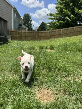 Gwen -  Labrador Retriever Dog for Adoption in Kimberlin Heights, Tennessee - Gwen | PetCurious