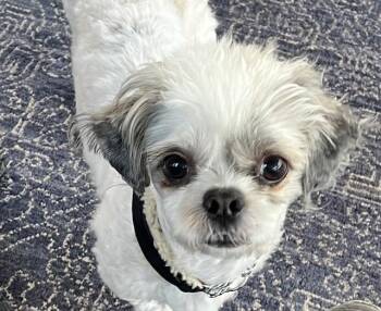 Shih Tzu Dogs Available for Adoption - KAI | PetCurious