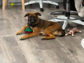 BB- ADOPTION FEE SPONSORED -  Mixed Breed Dog for Adoption in Pembroke, Massachusetts - BB- ADOPTION FEE SPONSORED | PetCurious