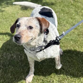 Violet -  Mixed Breed Dog for Adoption in Dover, New Hampshire - Violet | PetCurious