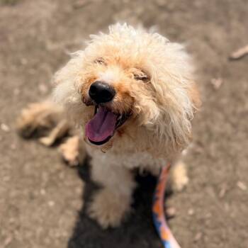 Poodle Dogs Available for Adoption in Champaign, Illinois - Bella | PetCurious