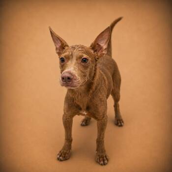 Michelangelo -  Pit Bull Terrier Dog for Adoption in Chuckey, Tennessee - Michelangelo | PetCurious