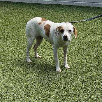 LADY CAIN 2080 -  Jack Russell Terrier and Mixed Breed Dog for Adoption in Loxahatchee Groves, Florida - LADY CAIN 2080 | PetCurious
