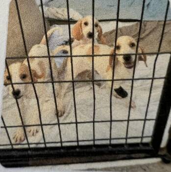Memphis -  Hound Dog for Adoption in New Windsor, New York - Memphis | PetCurious