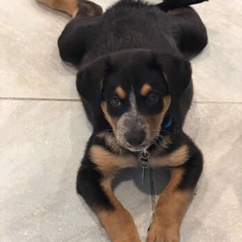 Paul -  Rottweiler and Australian Shepherd Dog for Adoption in Warwick, Rhode Island - Paul | PetCurious