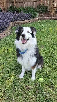Coco -  Australian Shepherd Dog for Adoption in Kankakee, Illinois - Coco | PetCurious