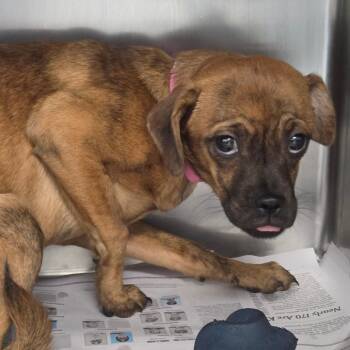 Pomeranian and Pug Dogs Available for Adoption in Pawling, New York - Meela | PetCurious