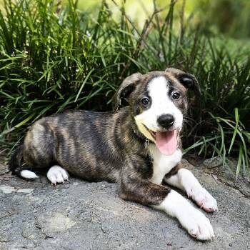 Firecracker -  Shepherd and Boxer Dog for Adoption in Festus, Missouri - Firecracker | PetCurious