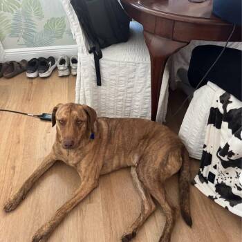 Hound Dogs Available for Adoption in Pinellas Park, Florida - Odin | PetCurious