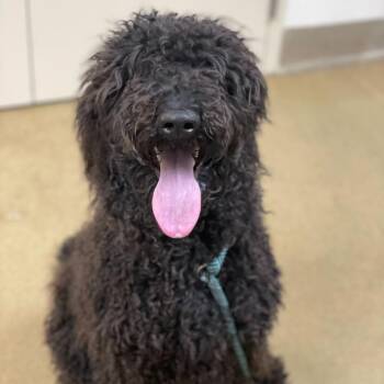 Poodle and Mixed Breed Dogs Available for Adoption in Riverside, California - Sable | PetCurious
