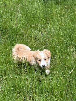 Autumn -  Miniature Poodle and Australian Shepherd Dog for Adoption in Lewiston, Idaho - Autumn | PetCurious