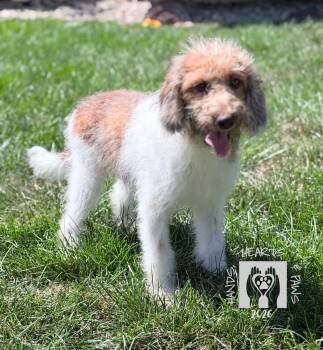Morris -  Poodle Dog for Adoption in Omaha, Nebraska - Morris | PetCurious