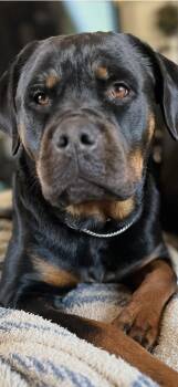 Rottweiler Dogs Available for Adoption in Mooresville, North Carolina - Lady Liberty | PetCurious