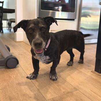 Sophie -  Basset Hound and Terrier Dog for Adoption in Houston, Texas - Sophie | PetCurious