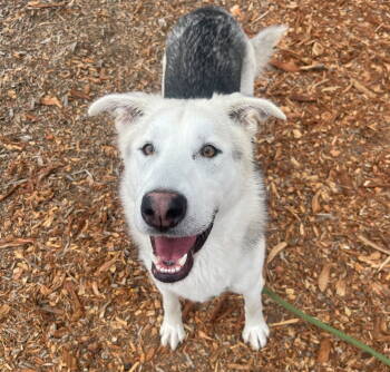 Rescue Siberian Husky Dogs for Adoption in Burlingame, California - Timber | PetCurious