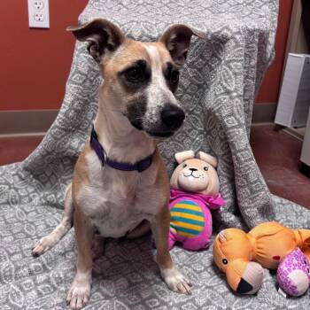 Chihuahua and Mixed Breed Dogs Available for Adoption - Charlotte | PetCurious