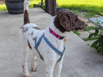Junebug -  German Shorthaired Pointer Dog for Adoption in Richardson, Texas - Junebug | PetCurious