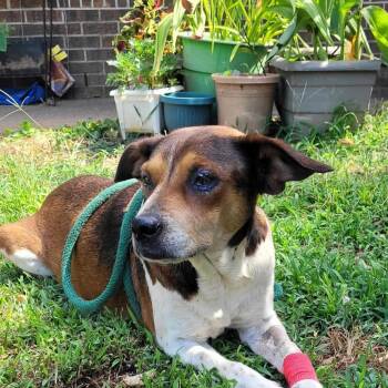 Ginger -  Beagle and Hound Dog for Adoption in Enterprise, Alabama - Ginger | PetCurious