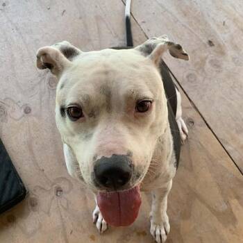 Moon -  Pit Bull Terrier Dog for Adoption in New Smyrna Beach, Florida - Moon | PetCurious