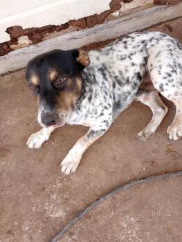 Rescue Australian Cattle Dog Blue Heeler and American Staffordshire Terrier Dogs for Adoption in San Antonio, Texas - ROCKY | PetCurious