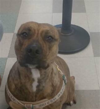 LILLY -  Pit Bull Terrier Dog for Adoption in Oklahoma City, Oklahoma - LILLY | PetCurious