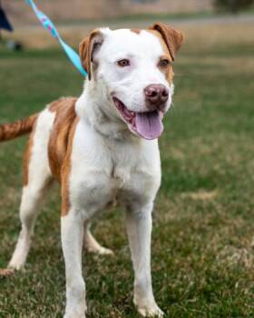 Indiana -  Labrador Retriever and Mixed Breed Dog for Adoption in Pequot Lakes, Minnesota - Indiana | PetCurious