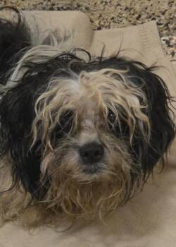 Swiffer 64711 -  Mixed Breed Dog for Adoption in Aiken, South Carolina - Swiffer 64711 | PetCurious