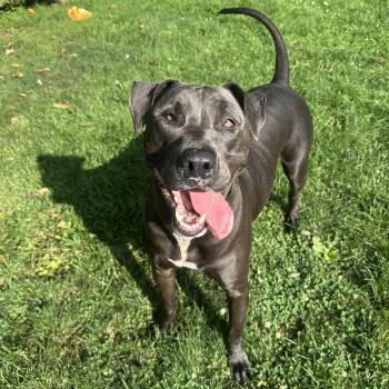 Blue -  Mixed Breed Dog for Adoption in Myerstown, Pennsylvania - Blue | PetCurious
