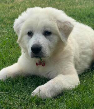 Enola Holmes -  Great Pyrenees Dog for Adoption in Kiowa, Oklahoma - Enola Holmes | PetCurious