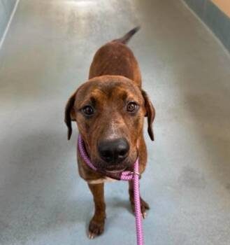 Juice -  American Staffordshire Terrier Dog for Adoption in Sedalia, Colorado - Juice | PetCurious