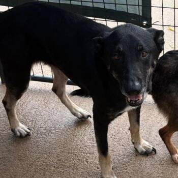 German Shepherd Dog and Mixed Breed Dogs Available for Adoption in Lake Jackson, Texas - Chong | PetCurious