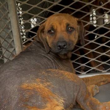 Shepherd Dogs Available for Adoption in Edinburg, Texas - Sabine | PetCurious