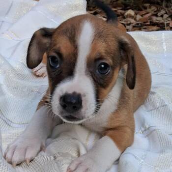 Retriever Dogs Available for Adoption in Austin, Texas - Dill MW | PetCurious
